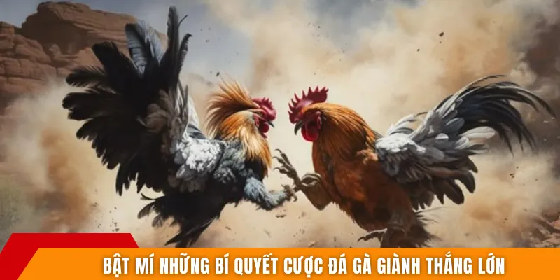 Bật mí những bí quyết cược đá gà giành thắng lớn